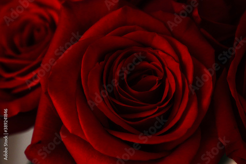 deep red roses background for websites, social media, videoconferencing, etc. Concepts include love, romance, marriage, anniversary, courtship, dating, engagement 