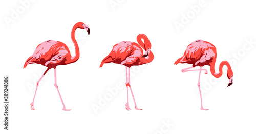 Set flamingos. Animal of africa and tropics. Bird on white background. Фламинго photo