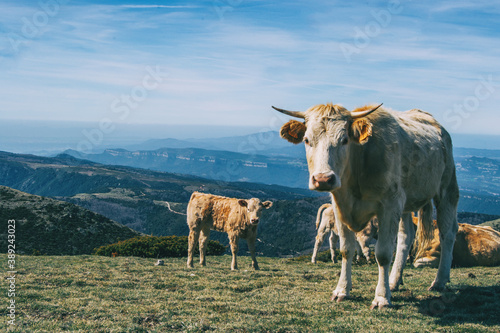 Portrait of a white cow and a calf looking at camera in the heights