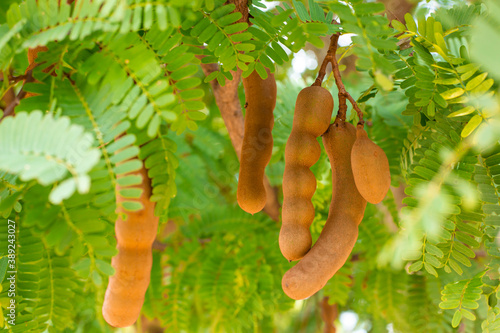 Sweet tamarind and leaf on the tree. Raw tamarind fruit hang on the tamarind tree in the garden with natural background.