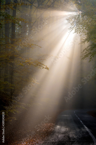 rays and fog in the forest
