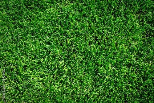 Background of green grass field or green grass pattern and texture (high details)