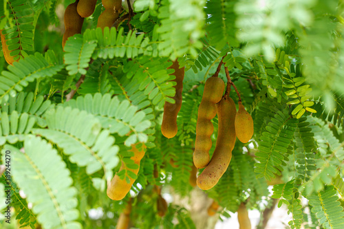 The tamarind on tree in garden, fruit thailand photo