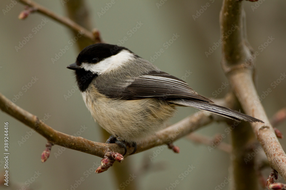 Fototapeta premium Chickadee Perched on Small Branch in Winter