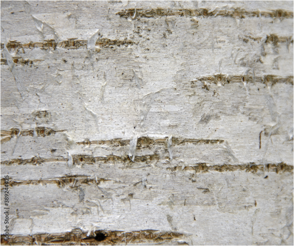  birch tree bark background texture