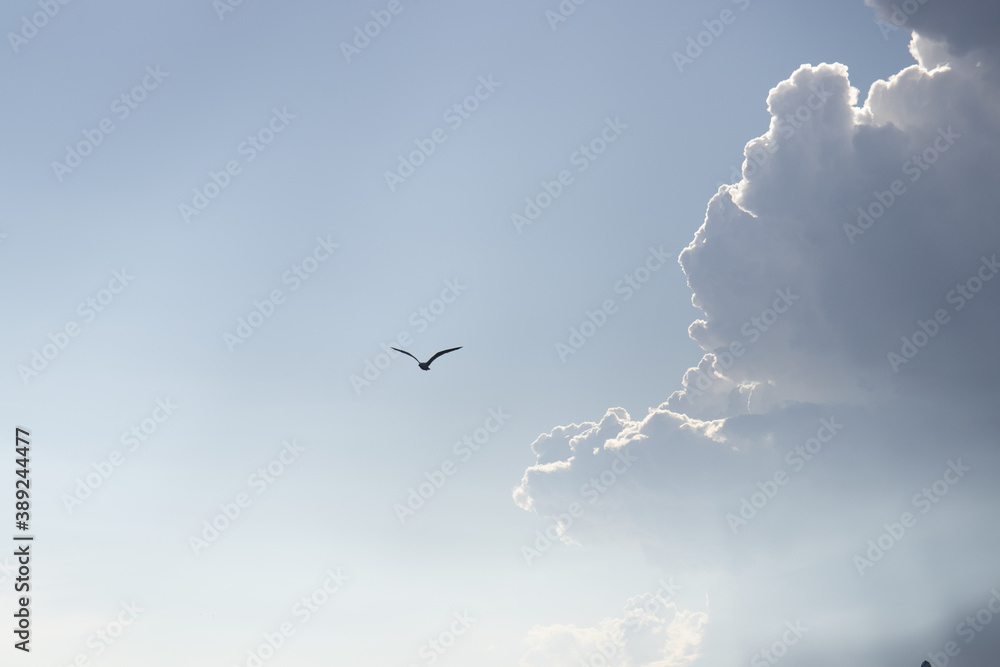 
gabbiano che vola in mezzo al cielo