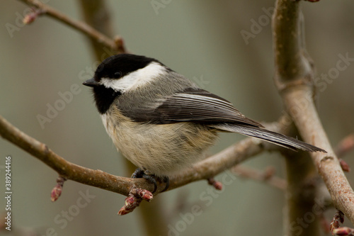 Chickadee Perched on Small Branch in Winter