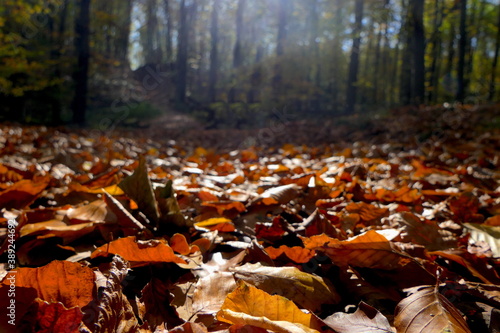 Laub im Herbstwald