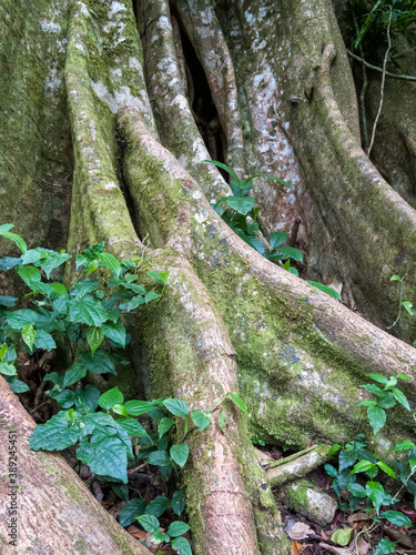 Brettwurzeln eines Ficus