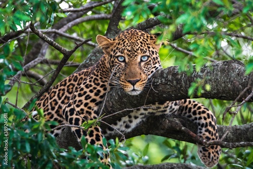Adult leopard portrait on a tree with blue eyed stare. Kenya, Africa.