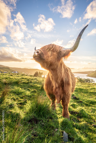 Highland cow in scotland enjoying the sunshine.