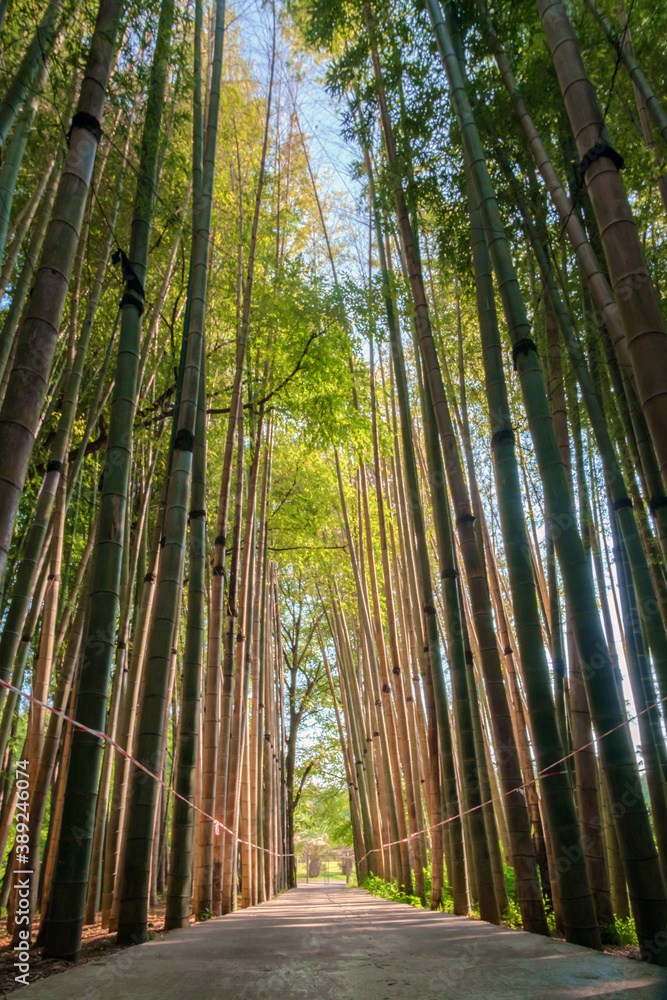 Empty path through a bamboo alley at the bamboo forest Empty path through a bamboo alley at the bamboo forest