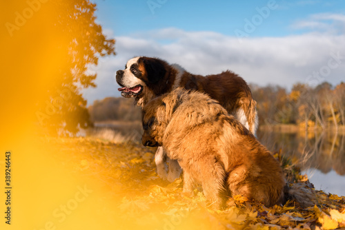 Photography Two giant breed dogs posing in fall landscape