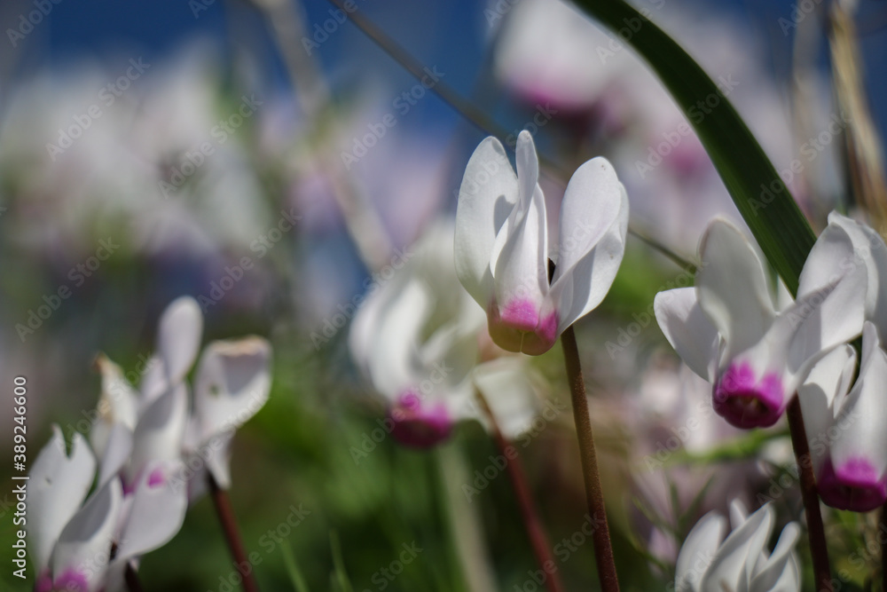 Beautiful macro White natural flower