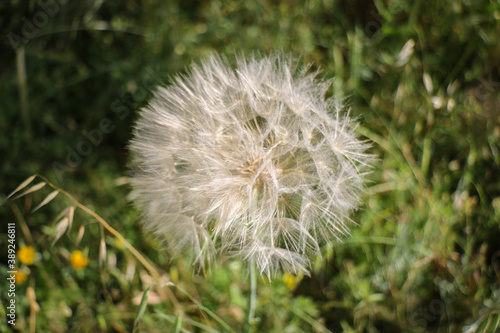 Beautiful macro White natural flower