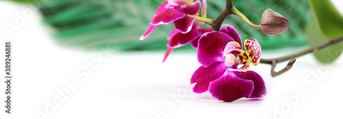 Banner. Purple orchid flower, phalaenopsis or falah on a white background. Selective focus. There is a place for text