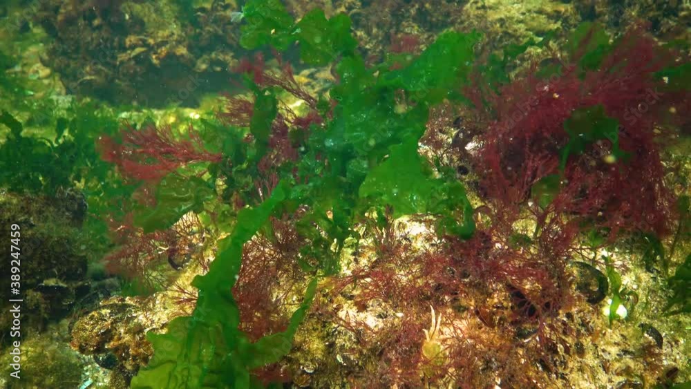 Algae of the Black Sea. Red and Green algae (Ceramium, Ulva, Enteromorpha) on the seabed in the Black Sea Algae of the Black Sea. Red and Green algae (Ceramium, Ulva, Enteromorpha) on the seabed in the Black Sea
