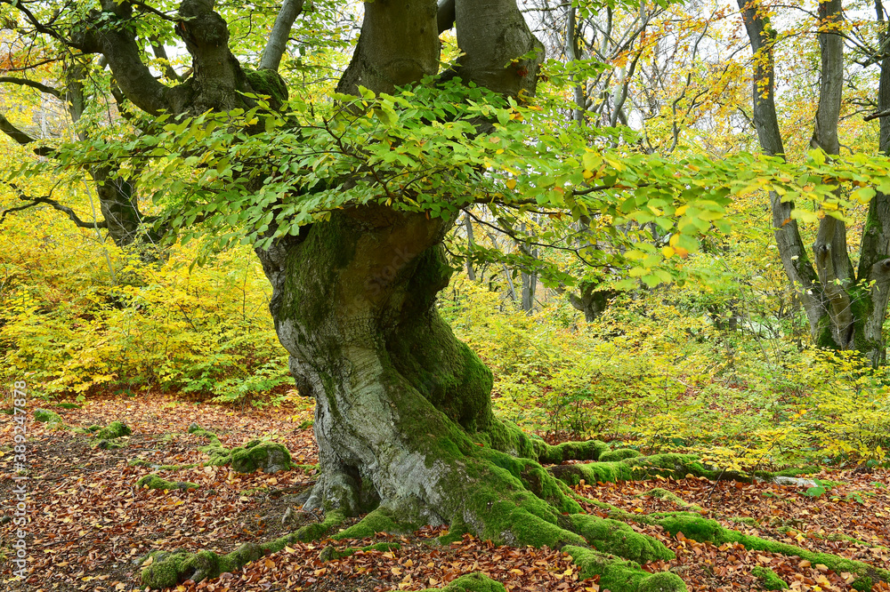 Alte Buche im Herbst Alte Buche im Herbst