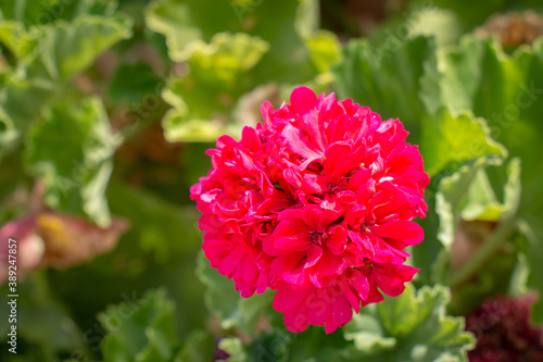 Beautiful macro Pink natural flower