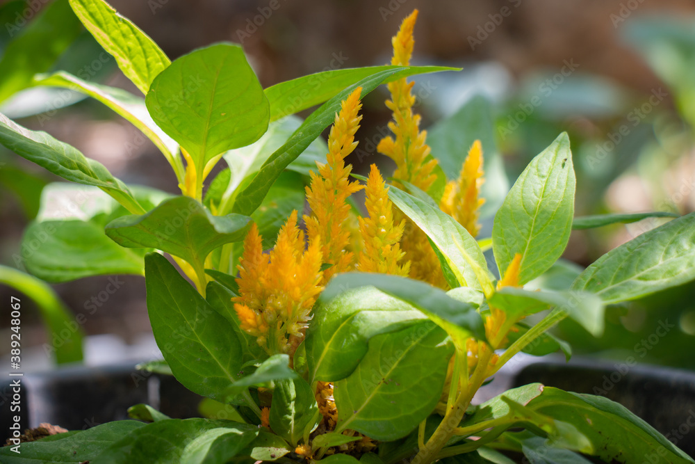 Beautiful macro yellow natural flower