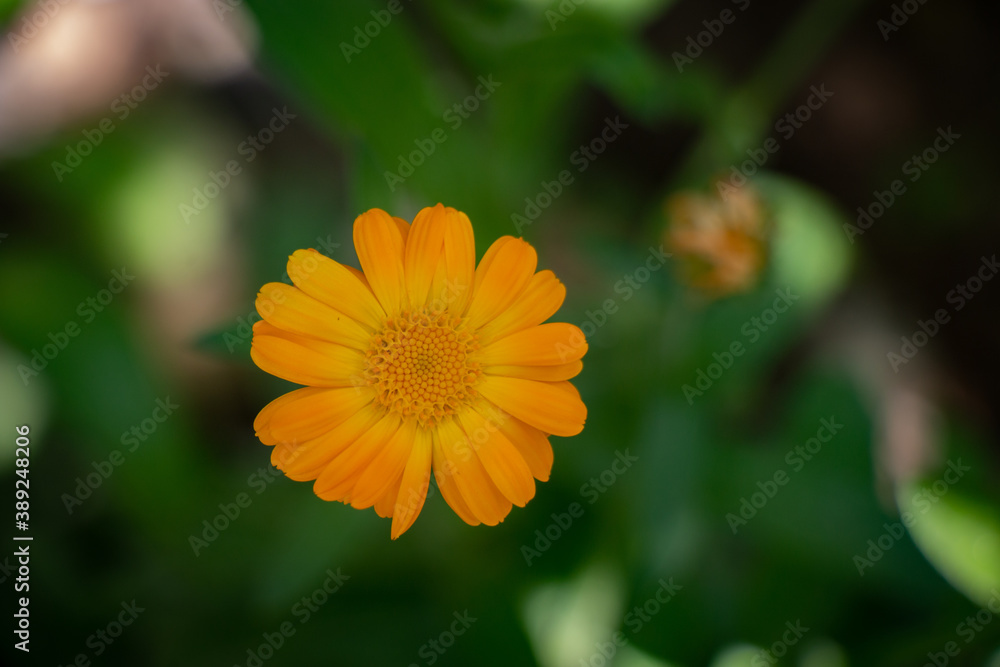 Beautiful macro yellow natural flower