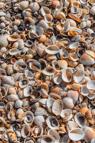 Beach covered with seashells, background image of seashells, closely photographed