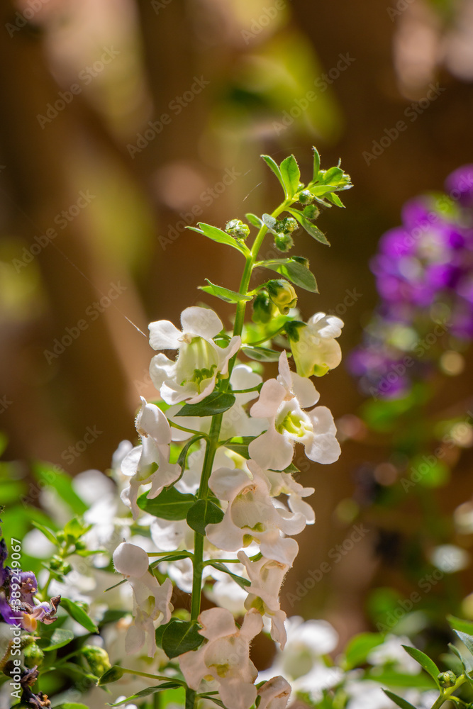 Beautiful macro White natural flower