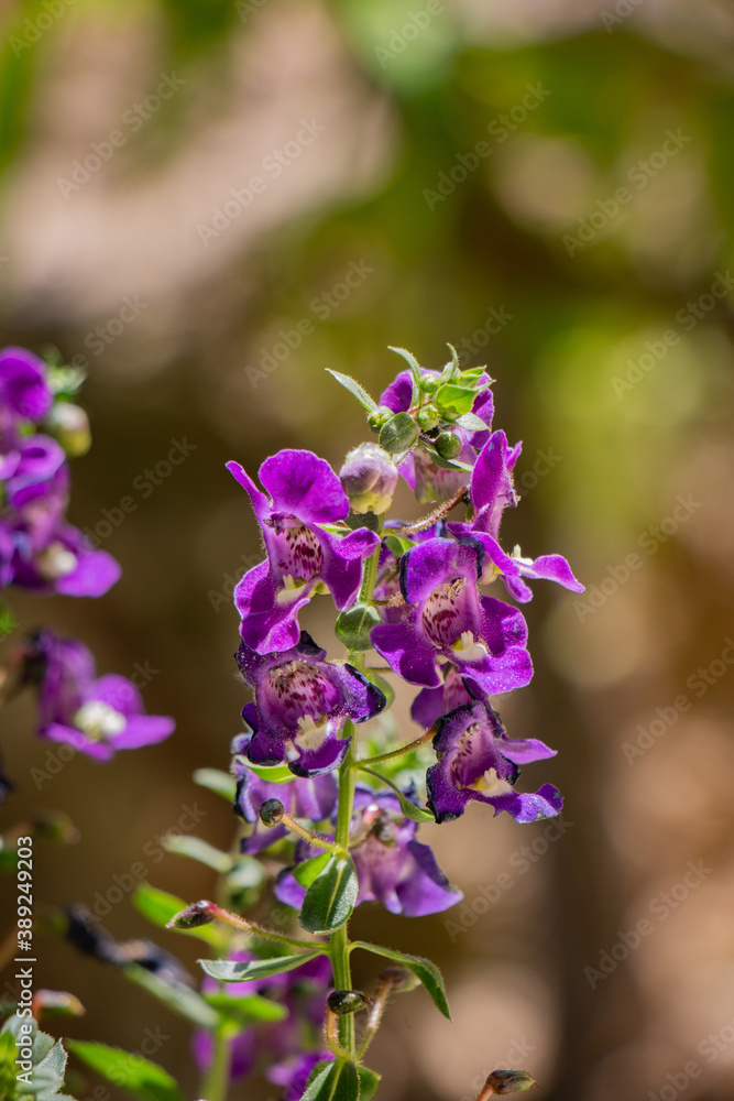 Beautiful macro purple natural flower