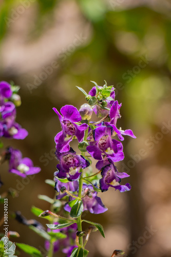 Obraz na płótnie Beautiful macro purple natural flower w salonie