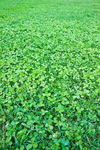 Detail of a beautiful fresh and green clover field