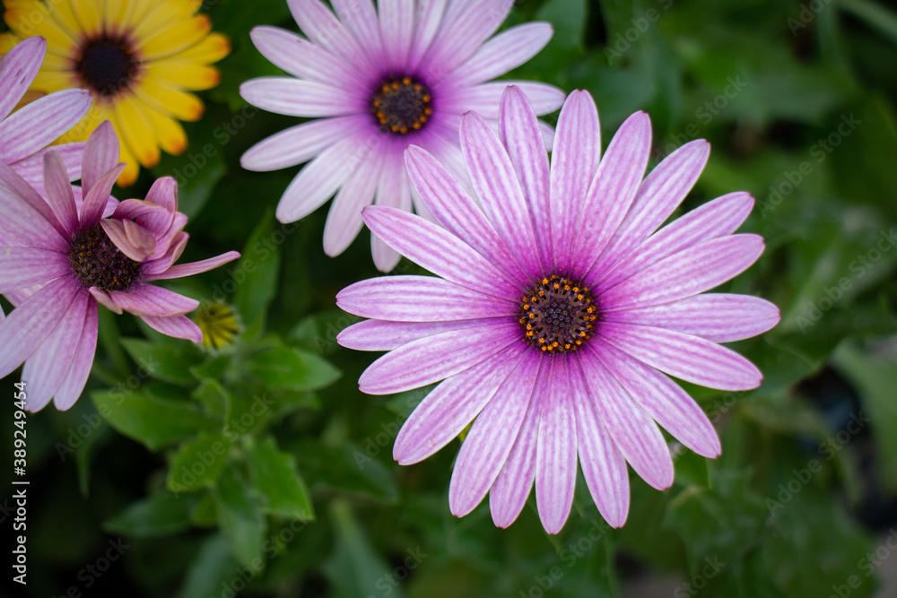 Beautiful macro purple natural flower
