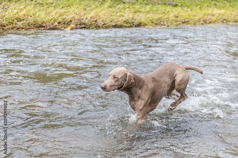 Weimaraner dog in the river. Autumn day on the hunt. Hunting season. Hunting dog in the water.