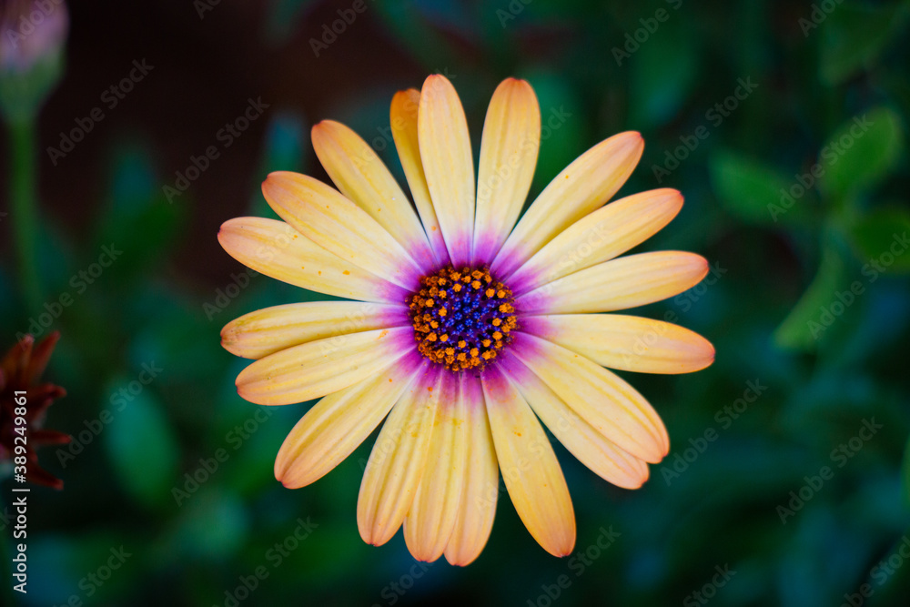 Beautiful macro yellow natural flower