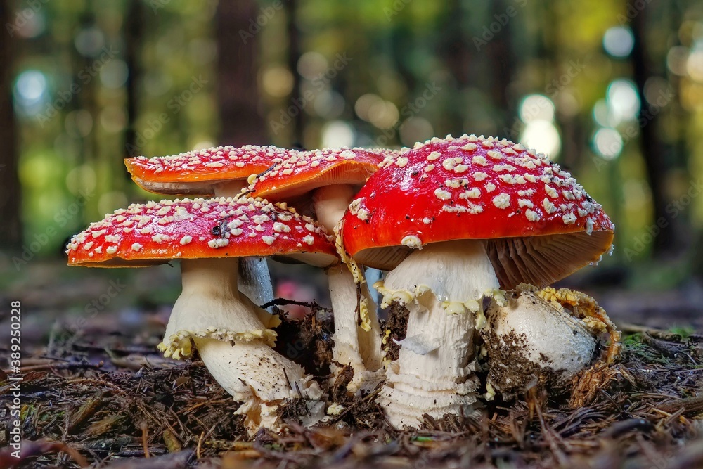 Fototapeta premium fly mushroom in forest