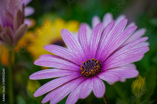 Obraz na płótnie Beautiful macro purple natural flower w salonie