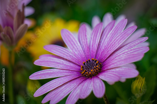 Beautiful macro purple natural flower