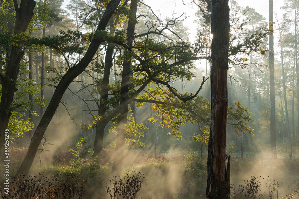 Poranna mgła unosząca się nad rzeką płynącą przez las. - obrazy, fototapety, plakaty 