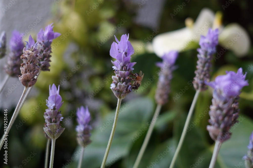 Fototapeta premium Bee on lavender