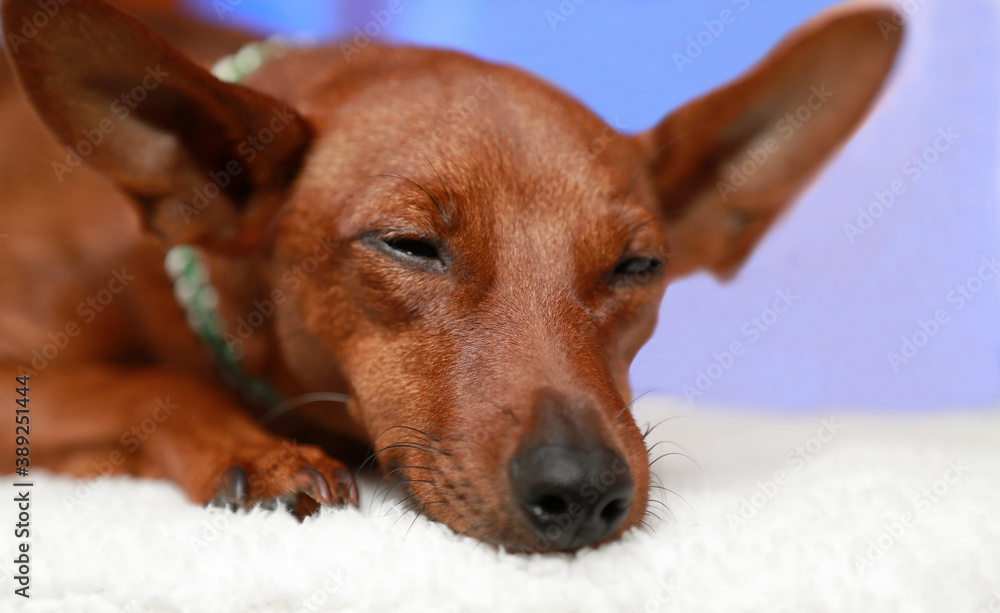 Portrait of a slumbering dog on a white blanket. 