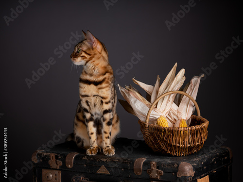 Bengal Cat Portrait photo