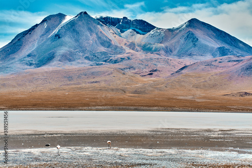 Laguna colorada in Bolivia, Amazing landscape photo