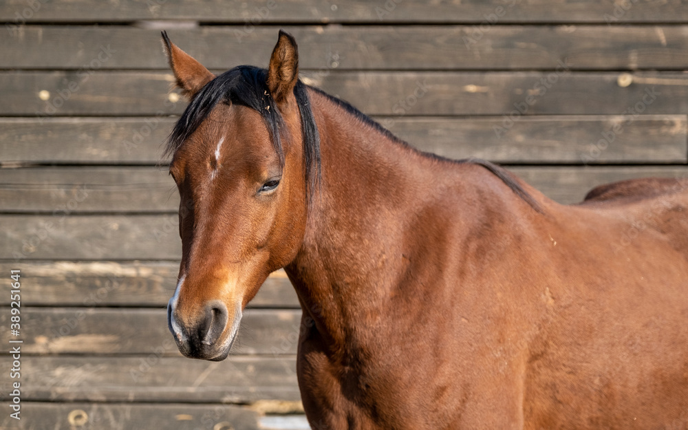Obraz premium brown horse portrait
