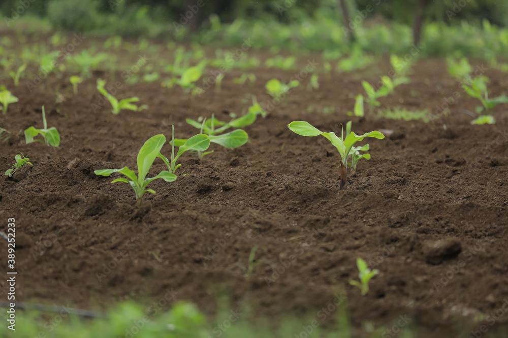 Small banana plant row with black soil at field Small banana plant row with black soil at field