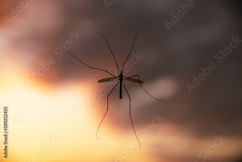 Caramora or giant mosquito shot close-up through glass