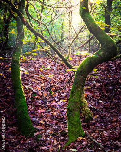 The autumn boom at Ramberget gothenburg sweden photo