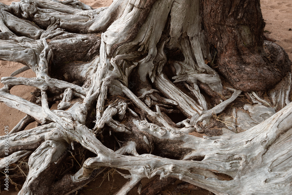 Old woven roots without pine bark blurred by the sea and dried by the wind Old woven roots without pine bark blurred by the sea and dried by the wind