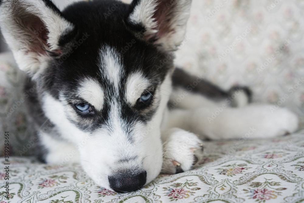 Pequeño cachorro perrito husky siberiano negro con ojos azules aburrido y  triste en un sillón Stock Photo | Adobe Stock