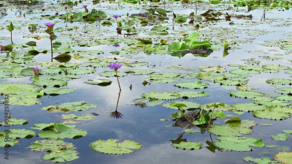 beautiful pink water lily in the pond with sky reflection beautiful pink water lily in the pond with sky reflection