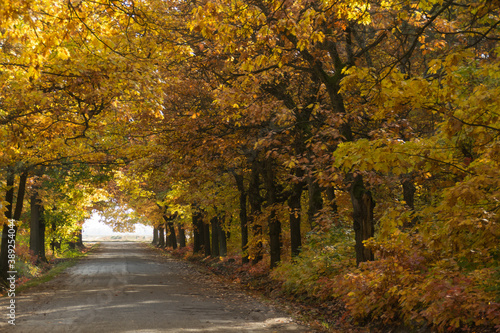 Leśna droga w jesienny słoneczny dzień. © boguslavus