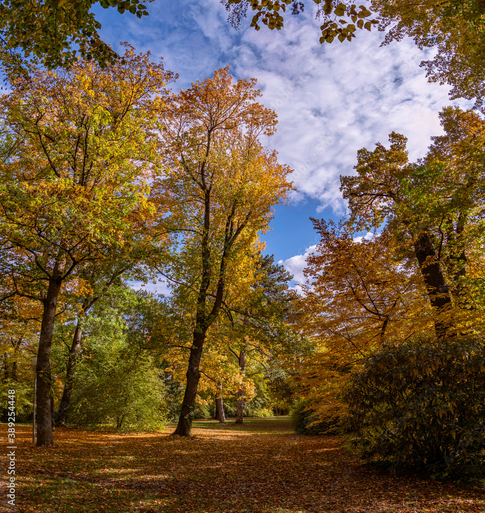 Herbstlich gefärbte Parkbäume im Oktober